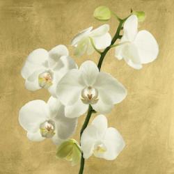 Orchids on a Golden Background II | Obraz na stenu