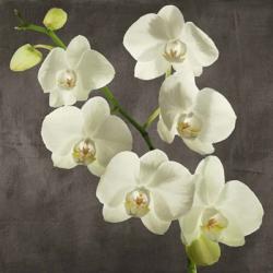 Orchids on Grey Background I | Obraz na stenu