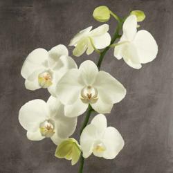 Orchids on Grey Background II | Obraz na stenu