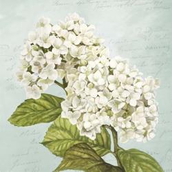 Hydrangeas III (Aqua) | Obraz na stenu