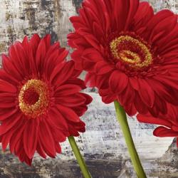 Red Gerberas I | Obraz na stenu