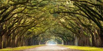 Path Lined with Oak Trees | Obraz na stenu