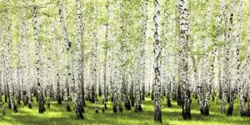 Birch Forest in Spring | Obraz na stenu