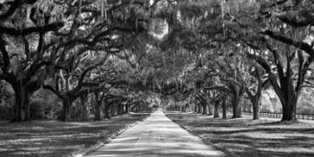 Tree Lined Plantation Entrance,  South Carolina | Obraz na stenu