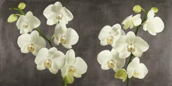 Orchids on Grey Background | Obraz na stenu