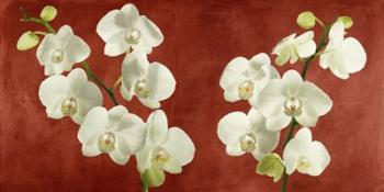 Orchids on Red Background | Obraz na stenu