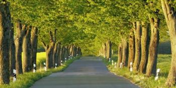 Lime Tree Alley, Mecklenburg Lake District, Germany | Obraz na stenu