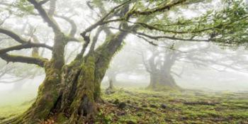 Laurel Forest in Fog, Madeira, Portugal | Obraz na stenu