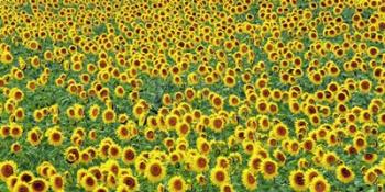 Sunflower field, France | Obraz na stenu