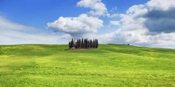 Cypresses, Val d'Orcia, Tuscany (detail) | Obraz na stenu