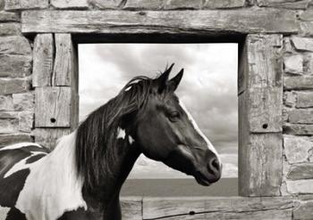 Painted Horse (BW) | Obraz na stenu