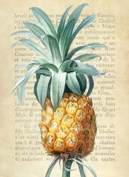 Pineapple, After Redoute | Obraz na stenu