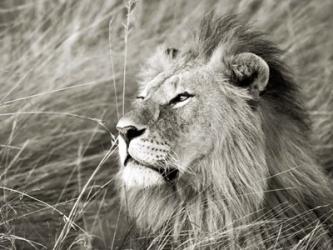 African Lion, Masai Mara, Kenya 1 | Obraz na stenu