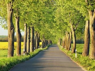 Lime Tree Alley, Mecklenburg Lake District, Germany 1 | Obraz na stenu