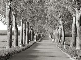 Lime Tree Alley, Mecklenburg Lake District, Germany 2 | Obraz na stenu