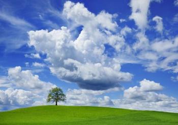 Oak and clouds, Bavaria, Germany | Obraz na stenu