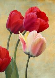 Ruby Tulips | Obraz na stenu