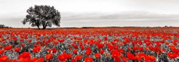 Tree in a Poppy Field 2 | Obraz na stenu