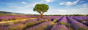 Lavender Field And Almond Tree, Provence, France | Obraz na stenu