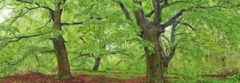 European Beech, Kellerwald, Germany | Obraz na stenu