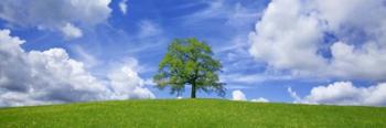 Oak and clouds, Bavaria, Germany | Obraz na stenu