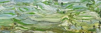 Rice Terraces, Yunnan, China | Obraz na stenu