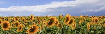 Girasoli in Val D'Orcia | Obraz na stenu