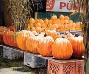 Pumpkins for Sale | Obraz na stenu