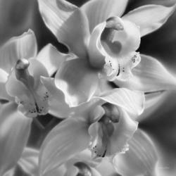 Orchids - B&W | Obraz na stenu