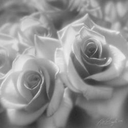 Rose Pair B&W | Obraz na stenu