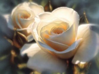 White Roses - Colors of White | Obraz na stenu