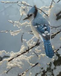 Blue Jay - On the Fence | Obraz na stenu