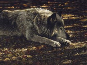 Resting Wolf | Obraz na stenu