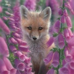 Red Fox - Foxgloves - Square | Obraz na stenu