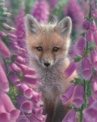 Red Fox - Foxgloves | Obraz na stenu