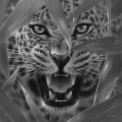 Jaguar - Ambush - B&W | Obraz na stenu