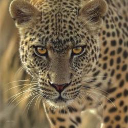 Leopard - On the Prowl - Square | Obraz na stenu