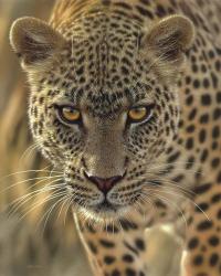 Leopard - On the Prowl | Obraz na stenu