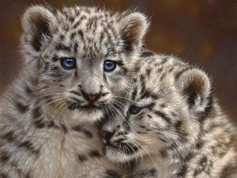 Snow Leopard Cubs - Playmates - Horizontal | Obraz na stenu