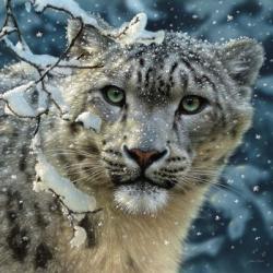 Snow Leopard | Obraz na stenu