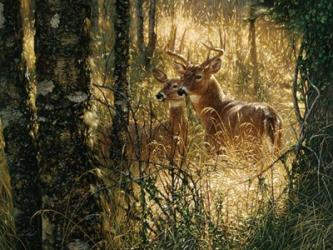 Whitetail Deer - A Golden Moment - Horizontal | Obraz na stenu