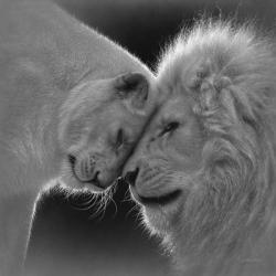 White Lion Love - B&W | Obraz na stenu