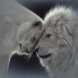 White Lion Love | Obraz na stenu