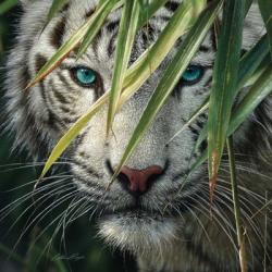 White Tiger Bamboo Forest | Obraz na stenu