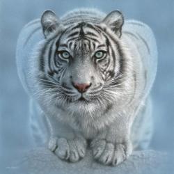 White Tiger - Wild Intentions Square | Obraz na stenu