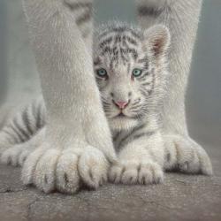 White Tiger Cub - Sheltered | Obraz na stenu