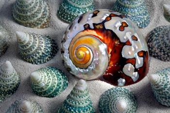 Shell Spiral | Obraz na stenu