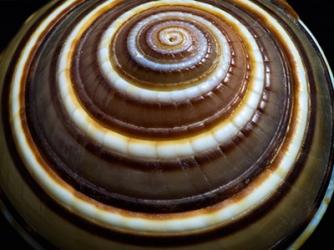 Shell Spiral III | Obraz na stenu