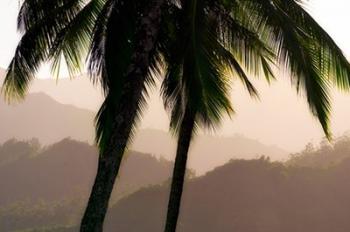 Misty Palms | Obraz na stenu