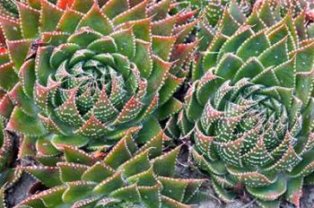 Succulents | Obraz na stenu